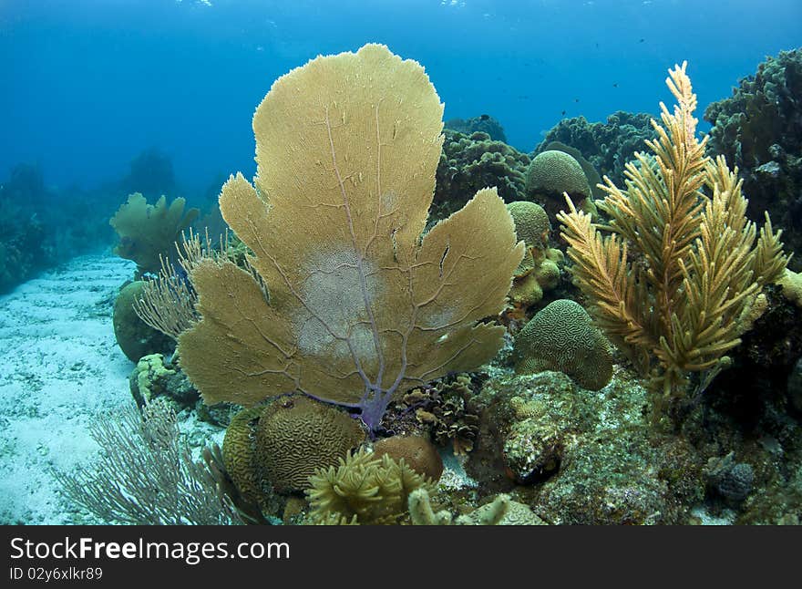 Underwater off the coast of Roatan Honduras. Underwater off the coast of Roatan Honduras