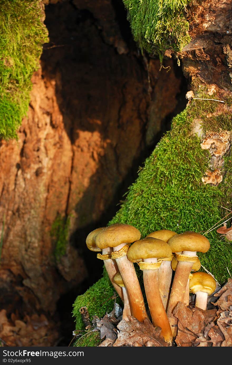 Edible mushrooms growing on hollow tree stump