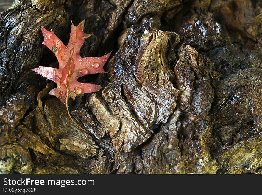 Autumn Leaves oak