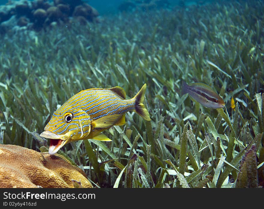 Grunt in sea grass at cleaning station opening it's mouth. Grunt in sea grass at cleaning station opening it's mouth