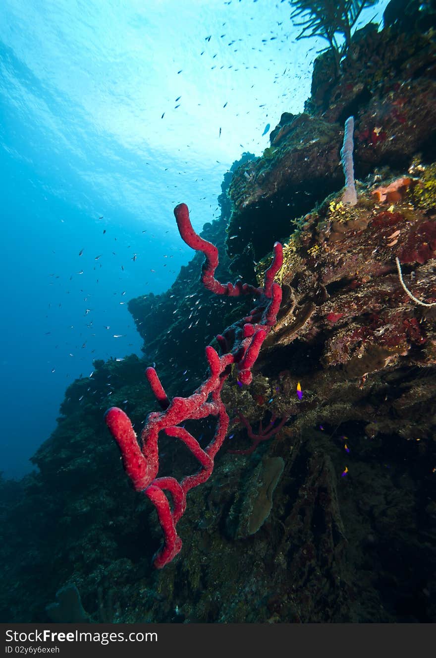 Wall off of Roatan Honduras with rope sponge. Wall off of Roatan Honduras with rope sponge