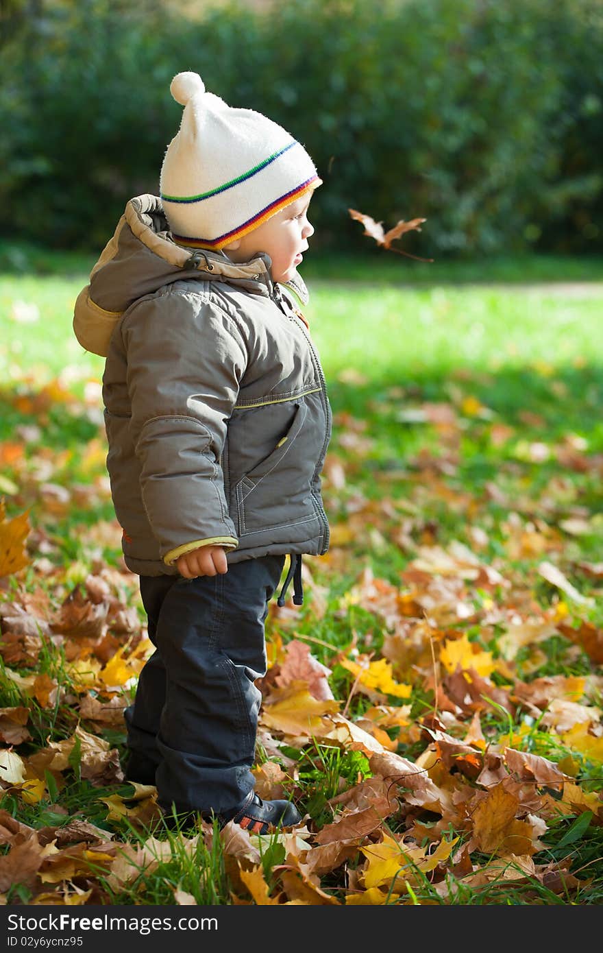 Kid catches falling maple leaves. Kid catches falling maple leaves