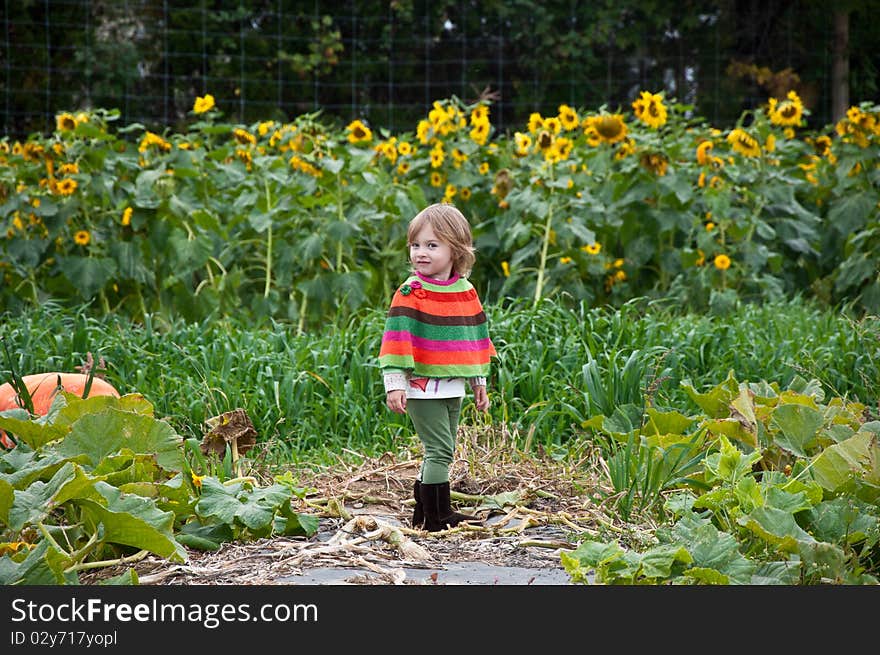 Little girl exploring a pumpkin patch. Little girl exploring a pumpkin patch