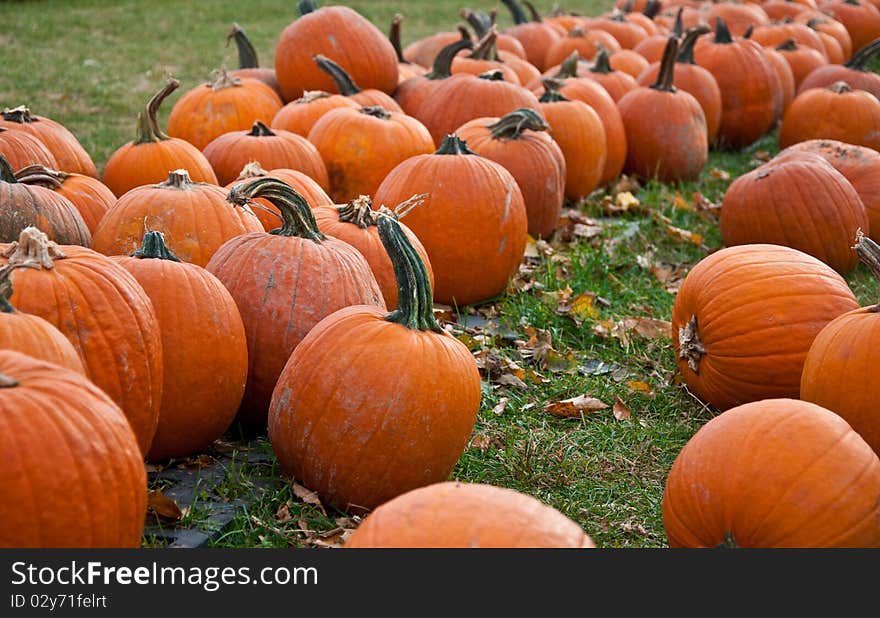 Pumpkin Patch