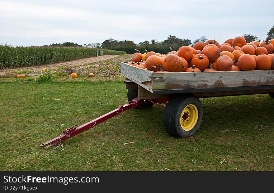 A wagon full of pumpkins. A wagon full of pumpkins