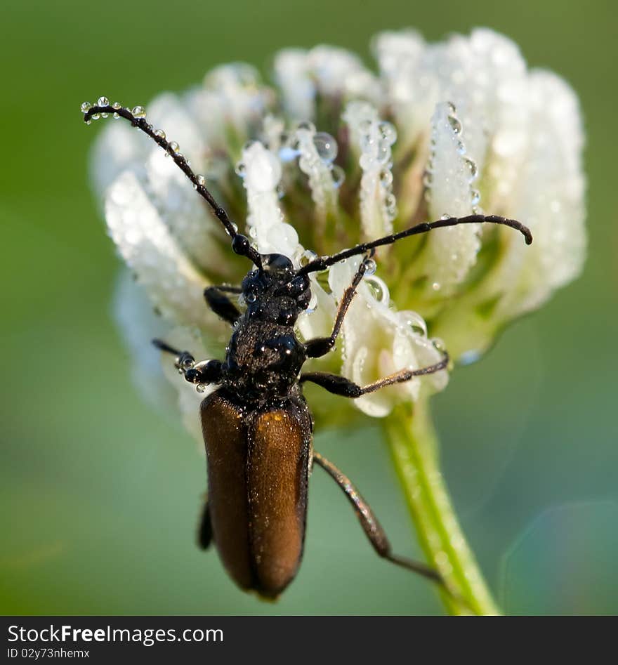 Wet Bug