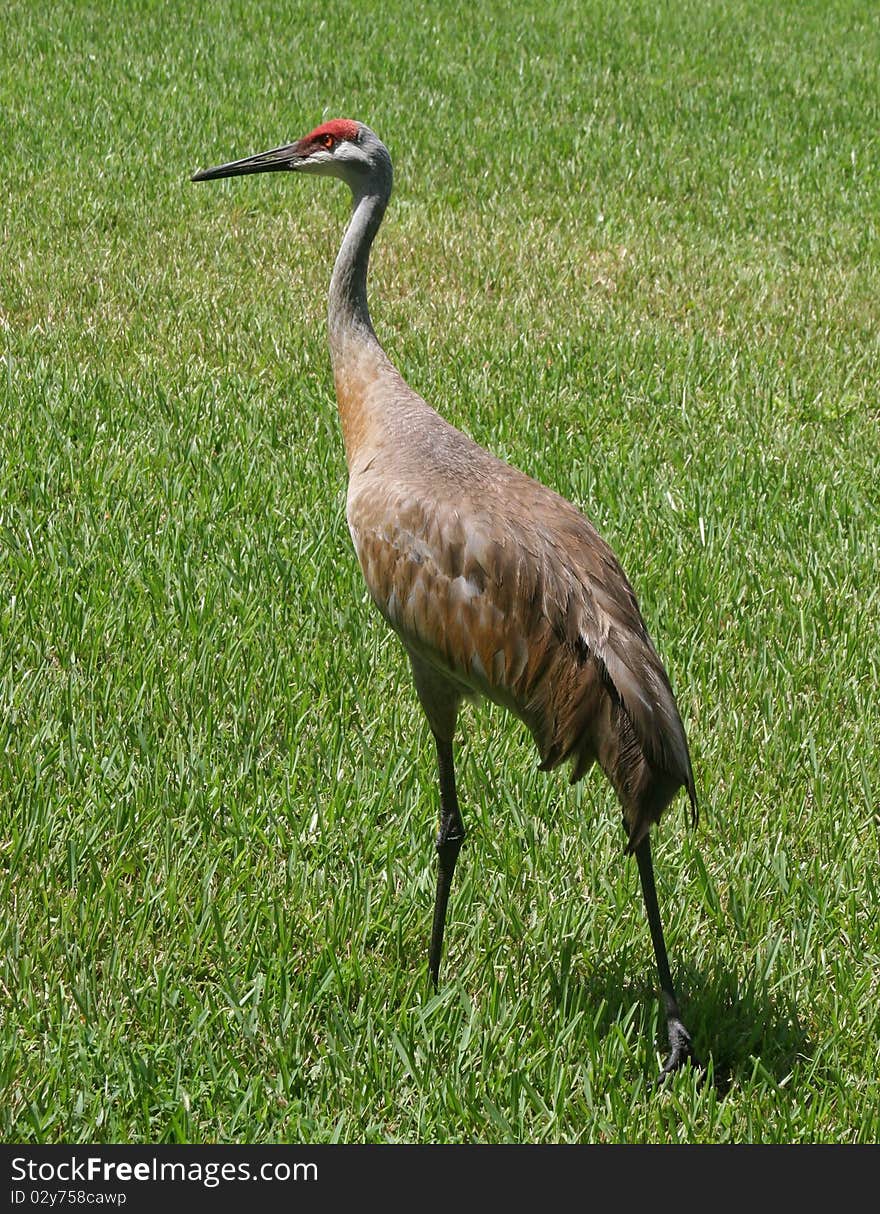 Sandhill Crane 1