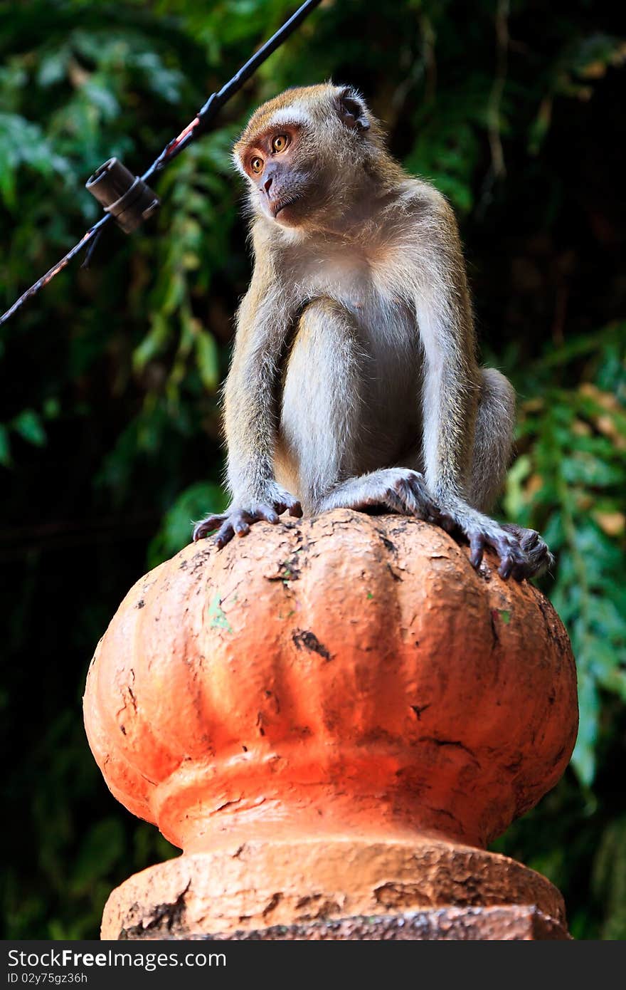 Macaque monkey sitting on a pole