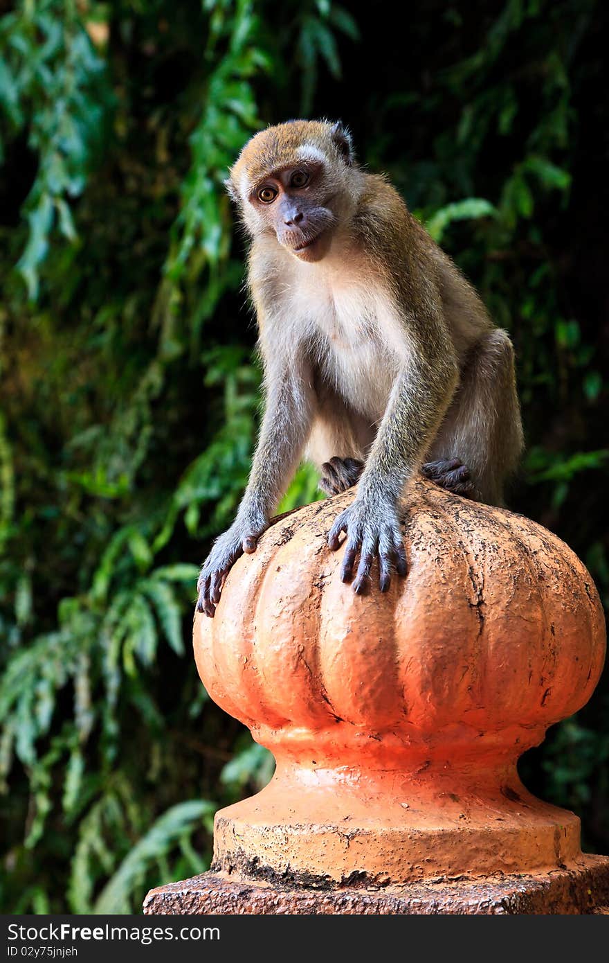 Macaque monkey sitting on a pole