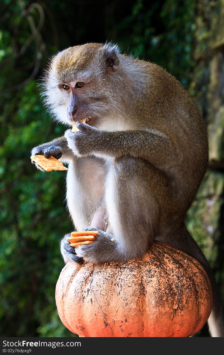 Macaque monkey sitting on a pole