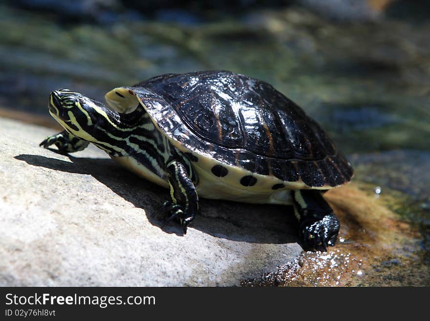 Turtles keeping warm by suning themselves on an exposed rock. Turtles keeping warm by suning themselves on an exposed rock