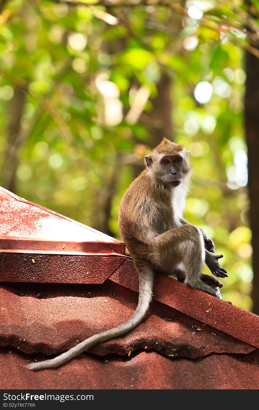 Macaque Monkey Sitting On A Roof