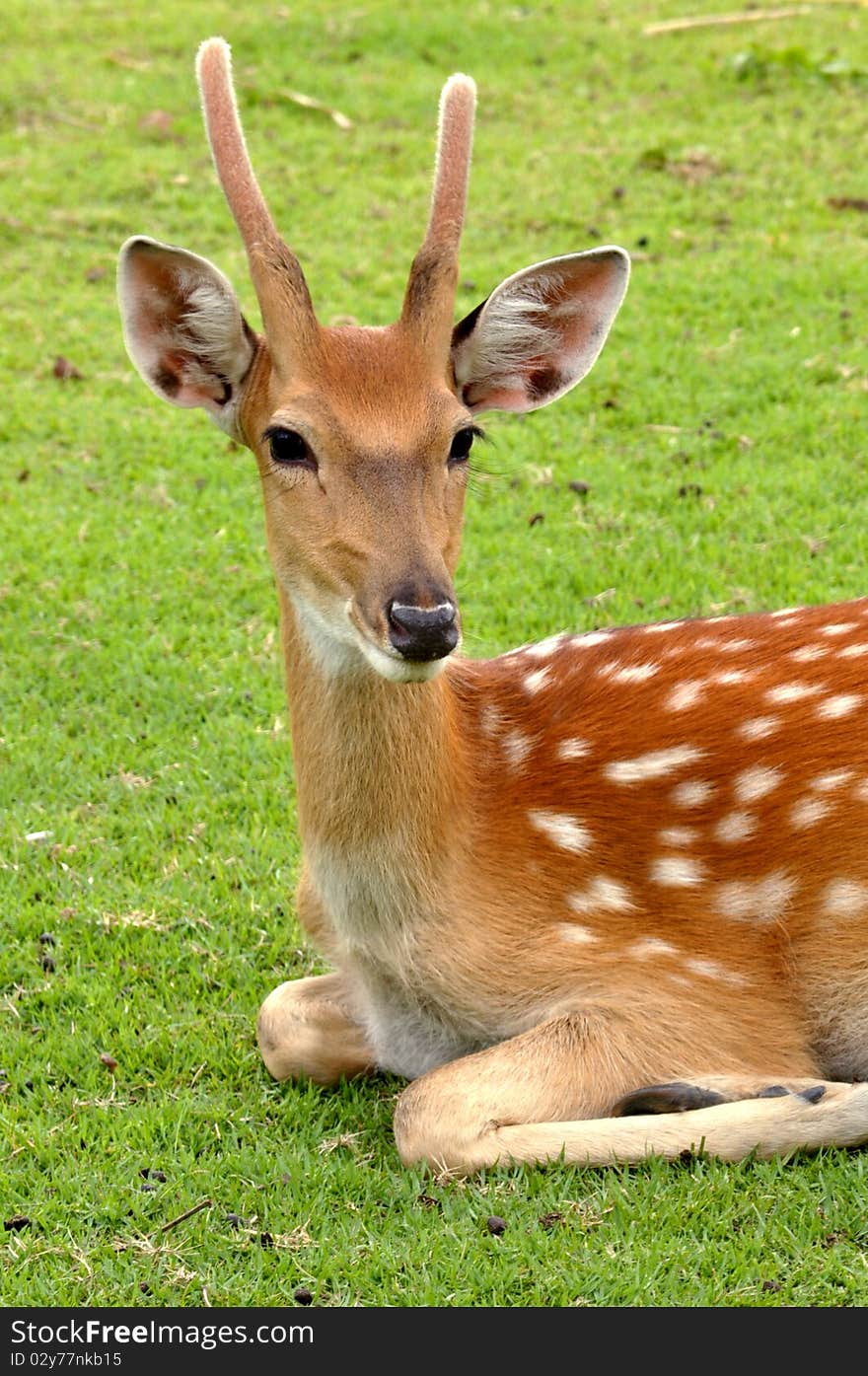 Young deer