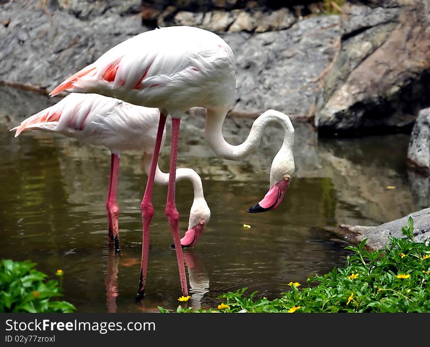 Flamingos often stand on one leg, the other tucked beneath the body.