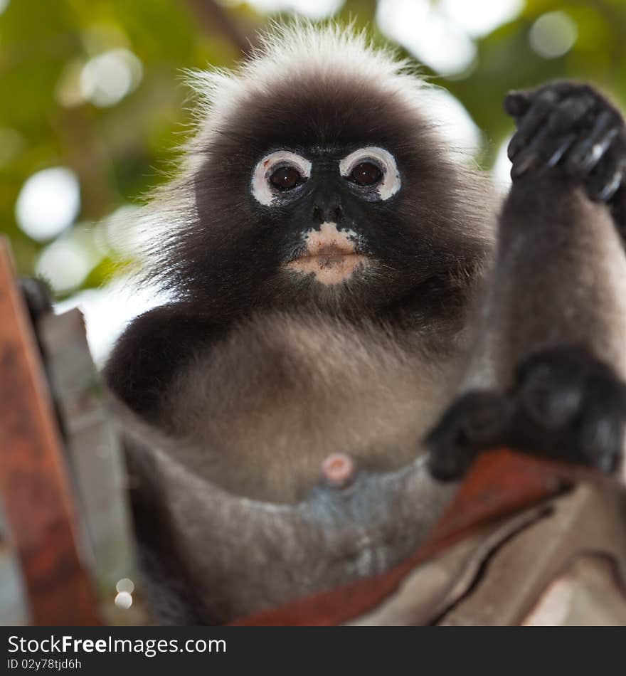 Adorable dusky leaf monkey sitting in a roof gutter