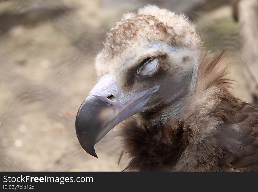 A large bird in a zoo