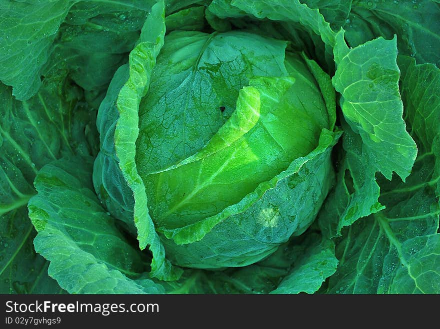 Cabbage head growing on the vegetable bed