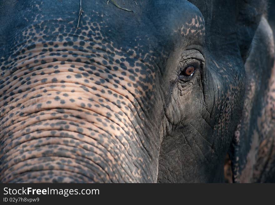 This picture is Thai elephant,asia elephant. This picture is Thai elephant,asia elephant