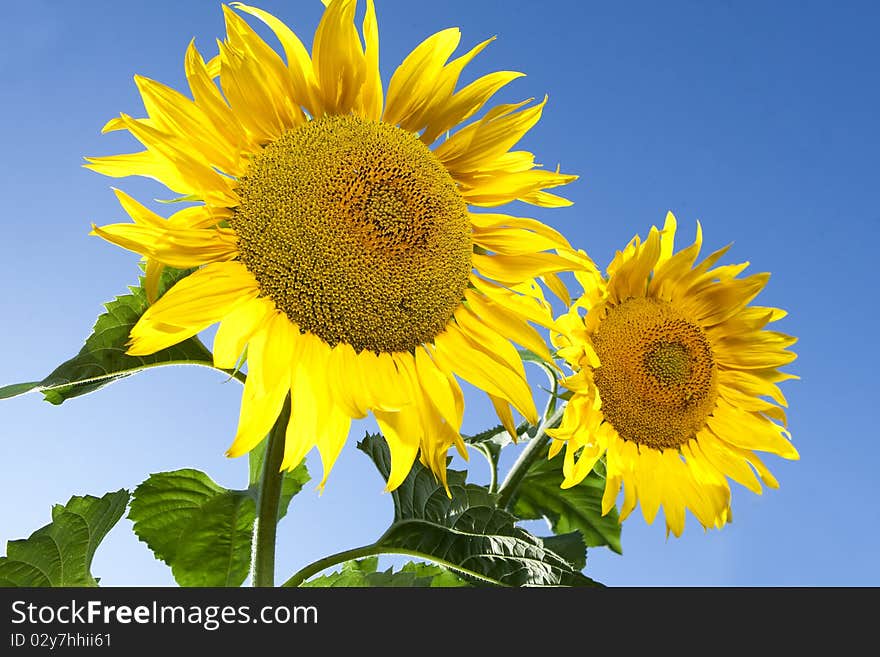 Two large sunflowers on leaves in the field