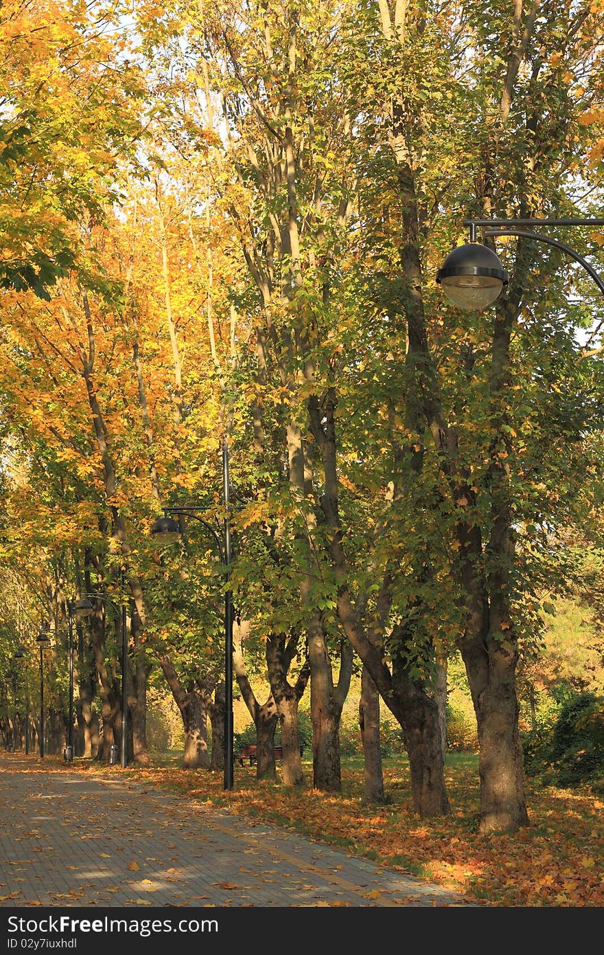 Alley and the trees in a city park in autumn. Alley and the trees in a city park in autumn