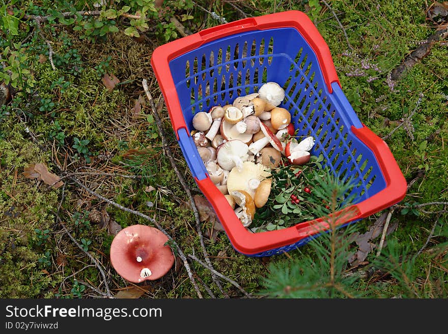 Mushrooms in the forest