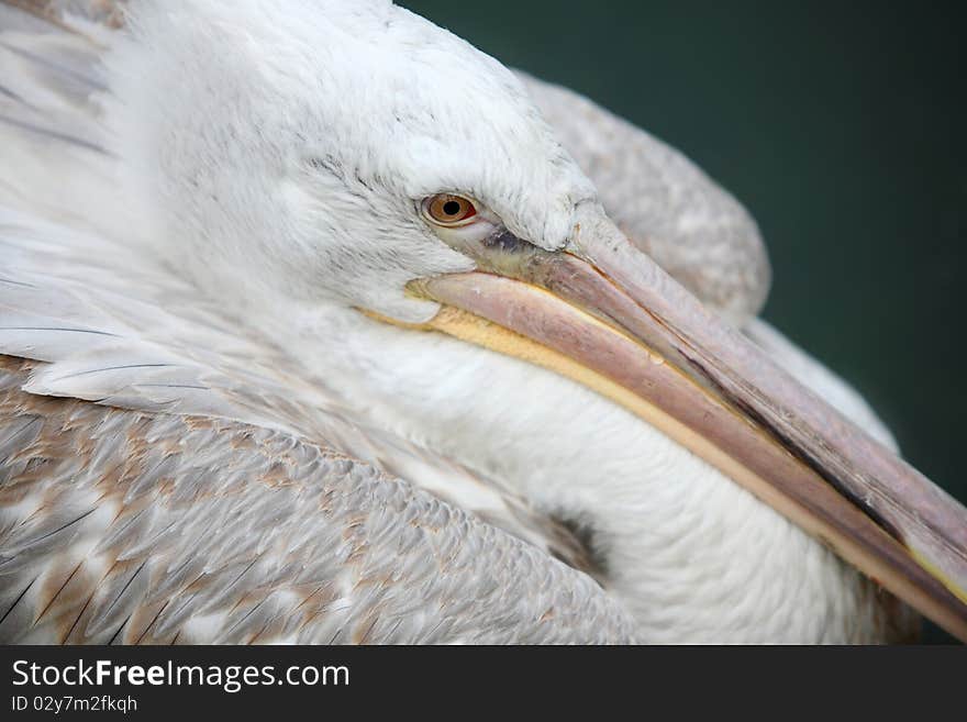 Shot in western china, is resting pelican