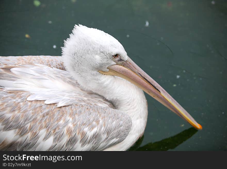 Shot in western china, is resting pelican