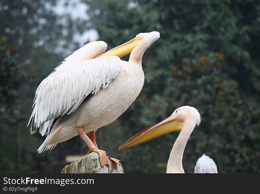 Shot in western china, is resting pelican