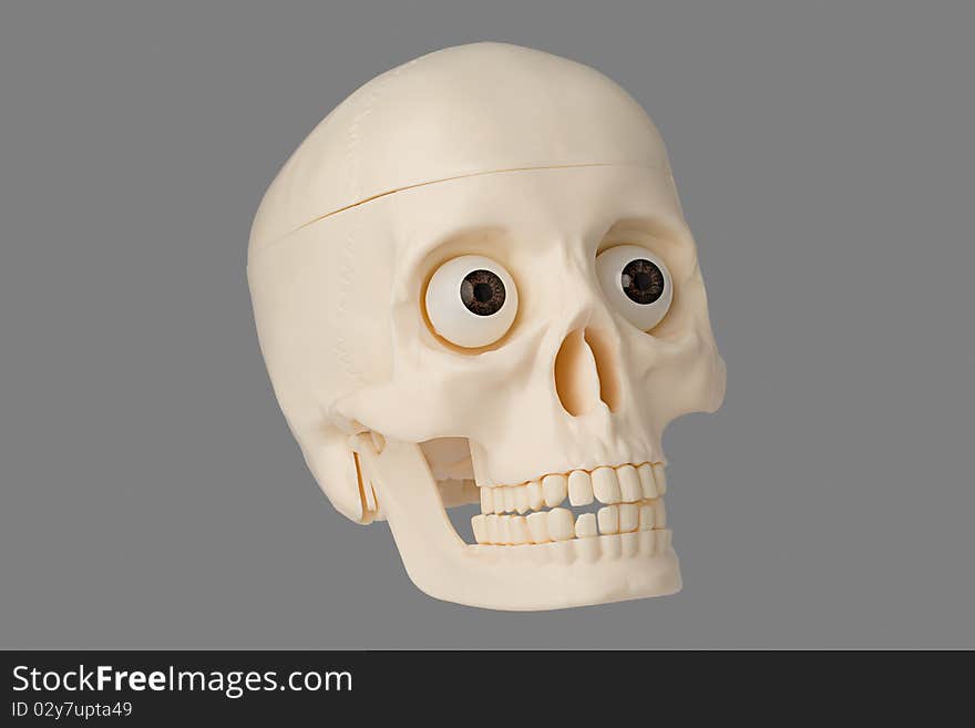 Artificial human skull on the isolated background