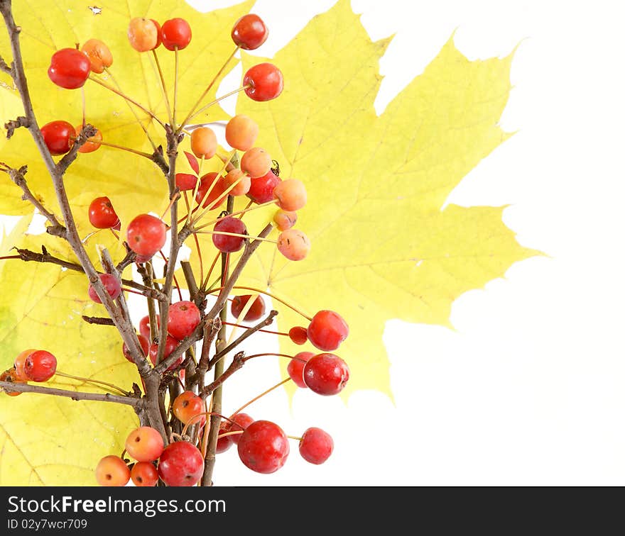 Autumn bouquet of branches with small apples and maple leaves to color a glass vase on a white background