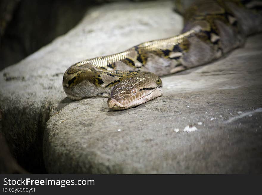 Snake on a rock