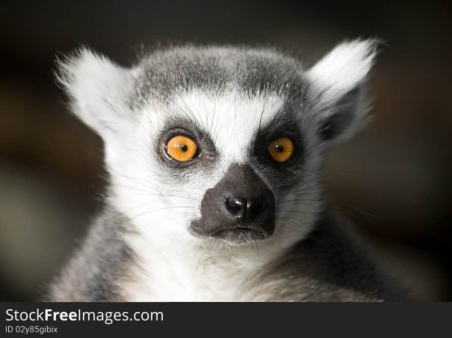 Close up of a monkey sitting a a tree