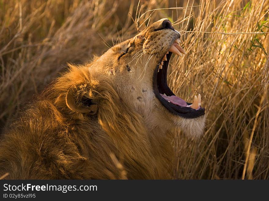 Male Lion Yawning