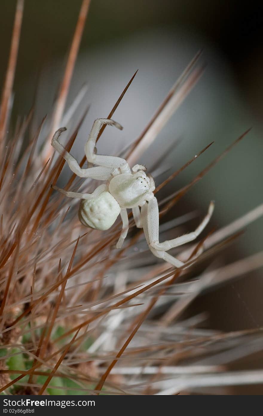 White spider