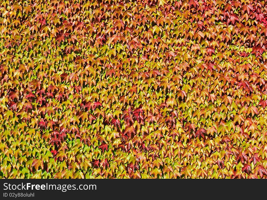 Wall of leaves