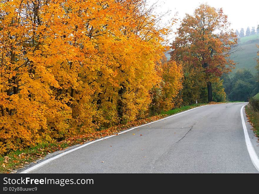 Autumn Road