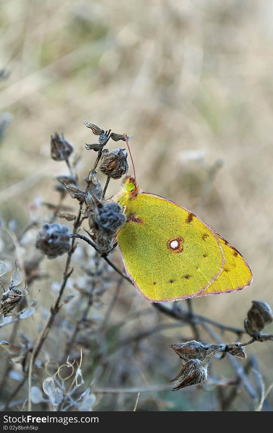 Colias Alfacariensis