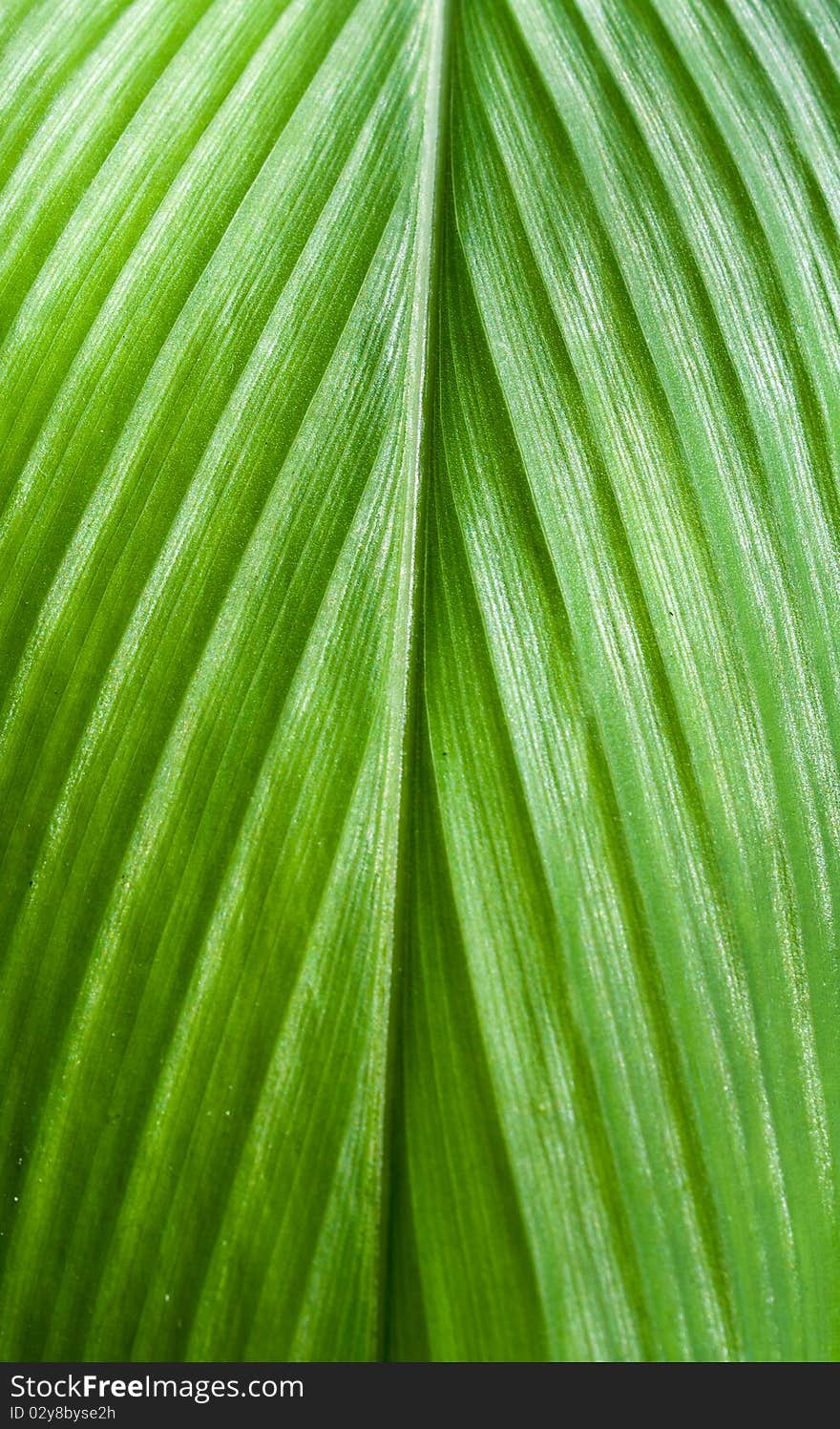 Leaf texture background is green color.