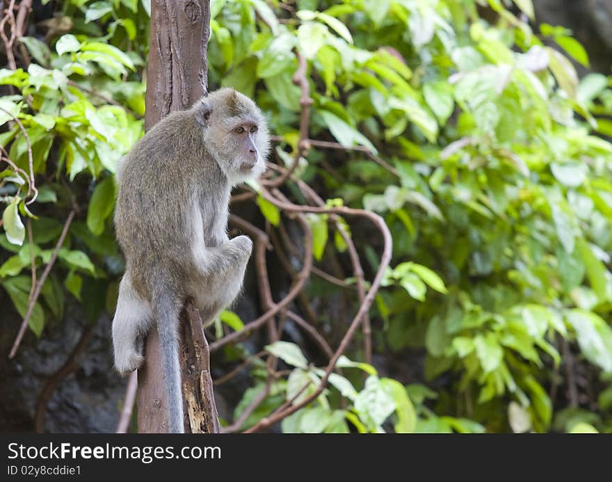 Young monkey sitting on a tree