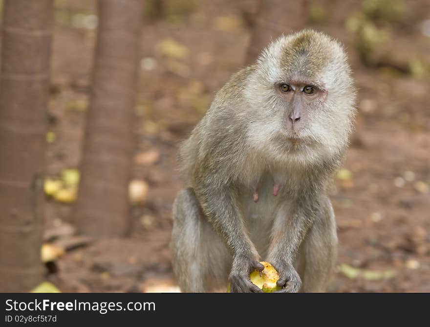 Beautiful monkey holding green apple outdoors. Beautiful monkey holding green apple outdoors