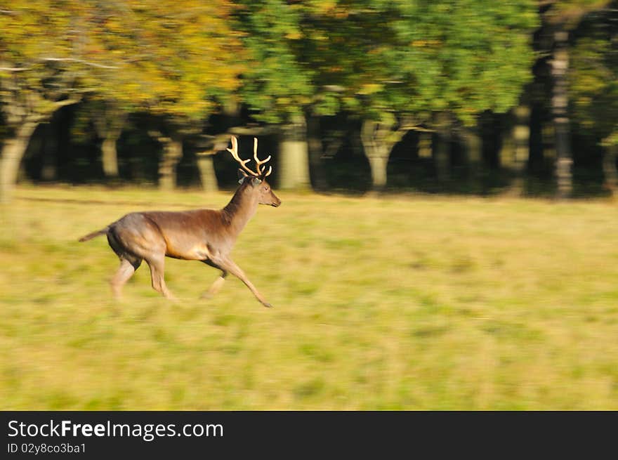 Disturbed deer running to some peaceful place