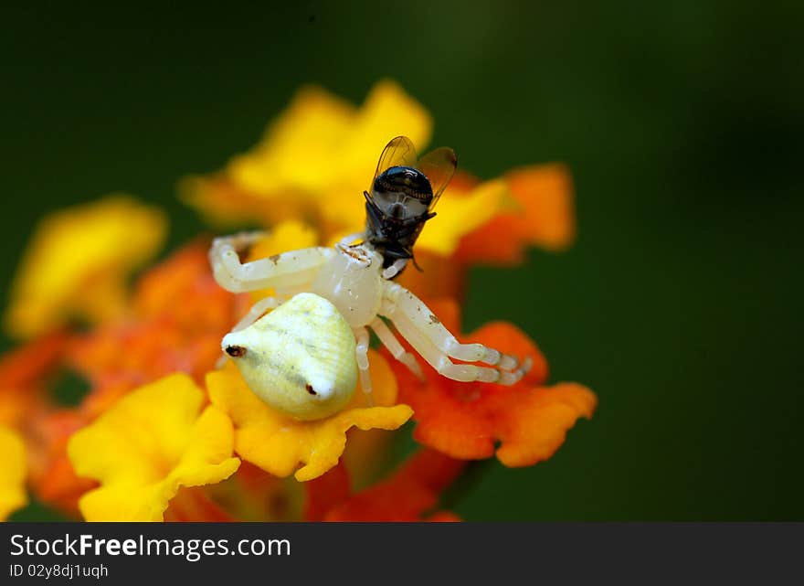 A white spider hunt the bee. A white spider hunt the bee