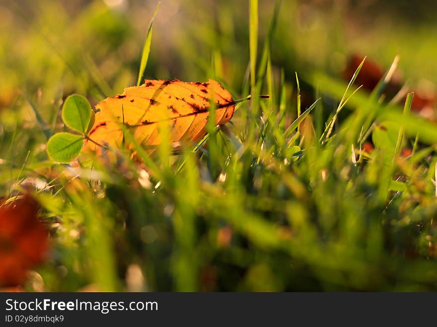 Yellow leave in grass in fall