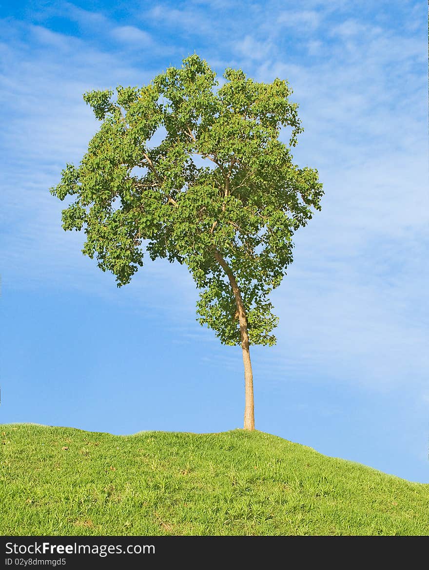 Tree growing at green meadow