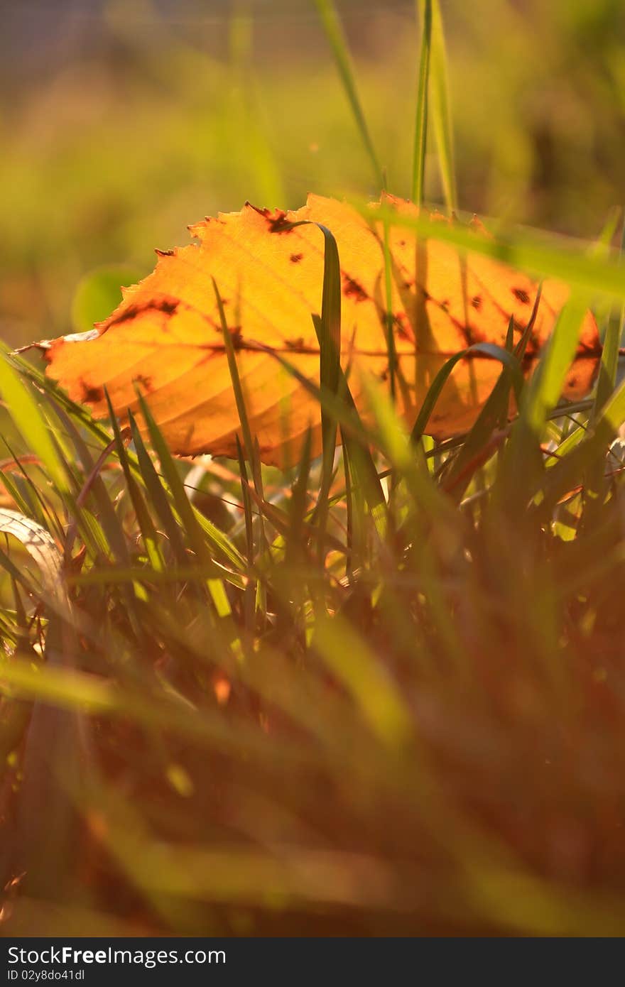 Yellow leave in grass in fall