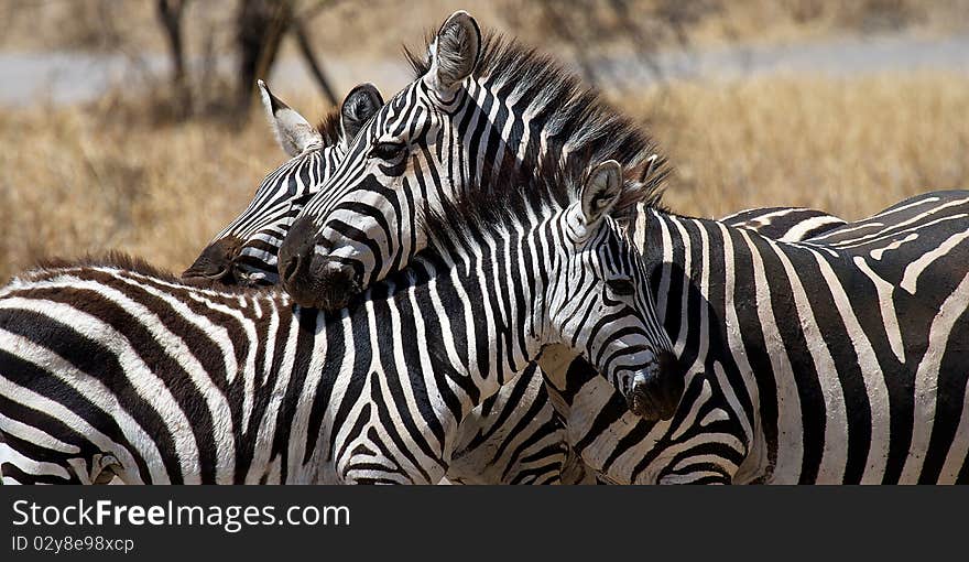 Zebra relax in serengeti park