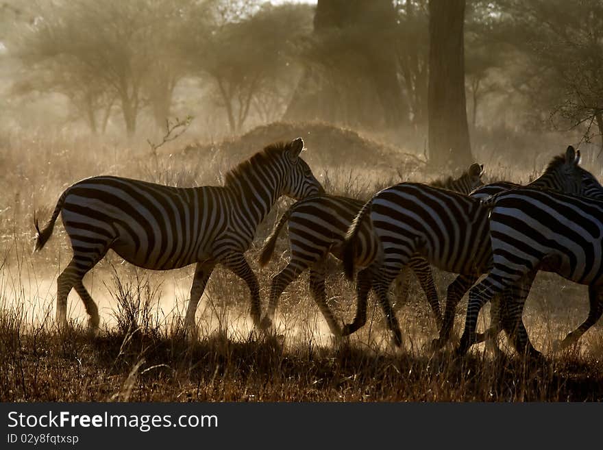 Zebra relax in serengeti park