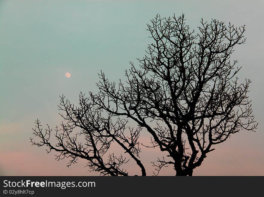 Tree Against The Moon