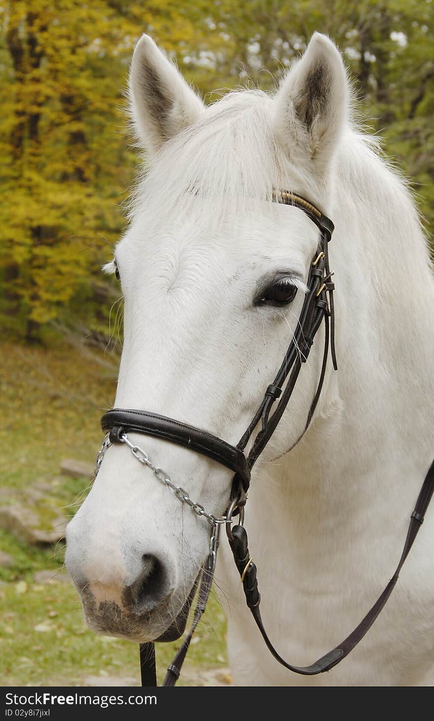 Close-up picture of white horse in the park