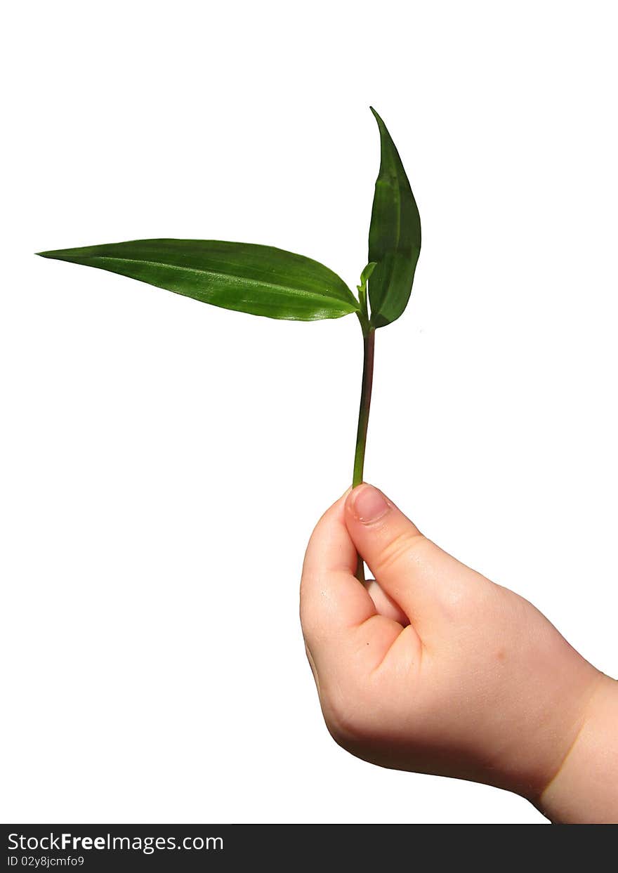 A closeup photo of a 3 year olds hand holding a young seedling, isolated on white background. A closeup photo of a 3 year olds hand holding a young seedling, isolated on white background